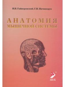 Анатомия мышечной системы