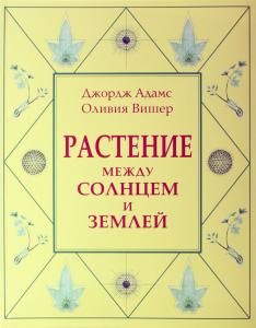 Растение между солнцем и землей