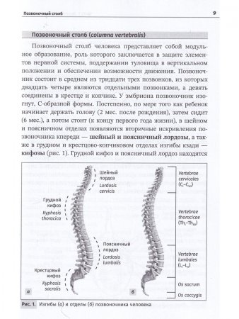 Остеология