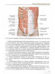 Интрафасциальные пространства в хирургии опухолей малого таза у женщин