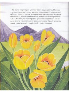 Тюльпан. Цветок султанов и мельников