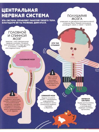 Учимся вместе с Олли и Молли. Человек