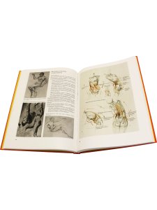 Изображение человека. Основы рисунка с натуры