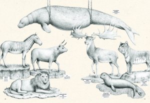 На грани исчезновения: животный мир Земли