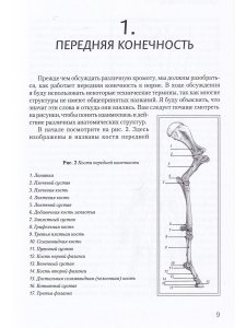 Хромота лошади