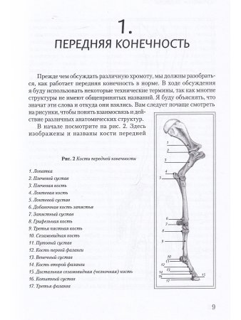 Хромота лошади