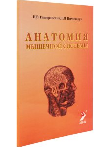 Анатомия мышечной системы