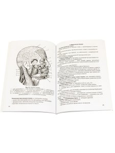 Анатомия мышечной системы