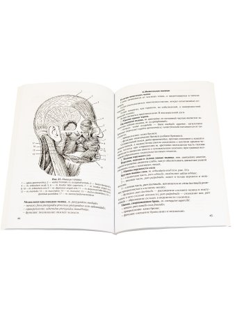 Анатомия мышечной системы