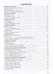 Анатомия мышечной системы