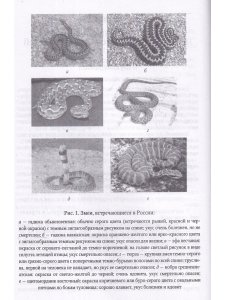Драматические состояния в клинической практике врача