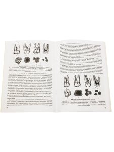 Анатомия зубов человека, 5-е издание, исправленное и дополненное