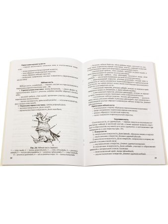 Остеология. 12е изд.