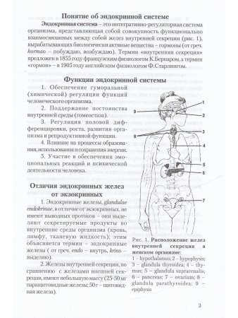 Функциональная анатомия эндокринной системы. Учебное пособие. 3-е изд.