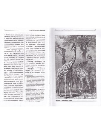 Жизнь животных. Млекопитающие