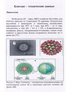 Макаров В.В, Василевич Ф.И. Блютанг и блютангоподобные инфекции