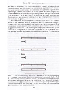 Миронова Л.Н., Падкина М.В., Самбук Е.В. РНК: синтез и функции