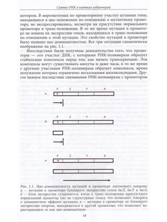 Миронова Л.Н., Падкина М.В., Самбук Е.В. РНК: синтез и функции