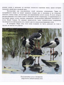 Остапенко В.А., Бессарабов Б.Ф. Водоплавающие птицы в природе, зоопарках и на фермах
