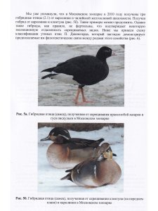 Остапенко В.А., Бессарабов Б.Ф. Водоплавающие птицы в природе, зоопарках и на фермах