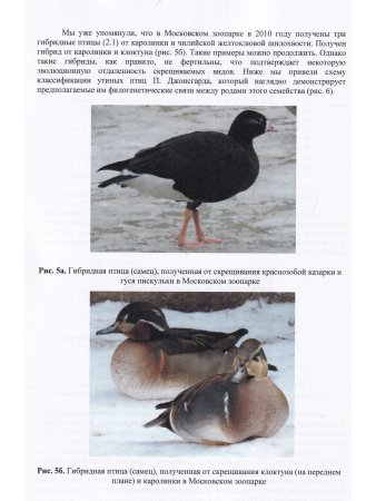 Остапенко В.А., Бессарабов Б.Ф. Водоплавающие птицы в природе, зоопарках и на фермах