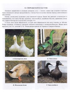 Бессарабов Б.Ф, Кочиш И.И. Фермерское и приусадебное птицеводство
