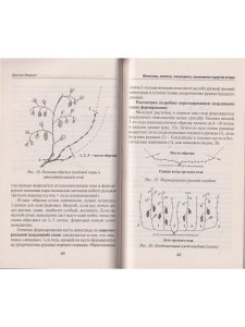 Виноград, малина, смородина, крыжовник и другие ягоды