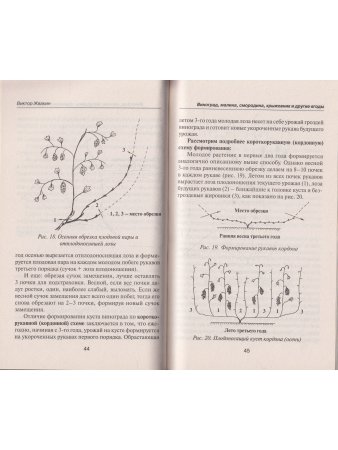Виноград, малина, смородина, крыжовник и другие ягоды
