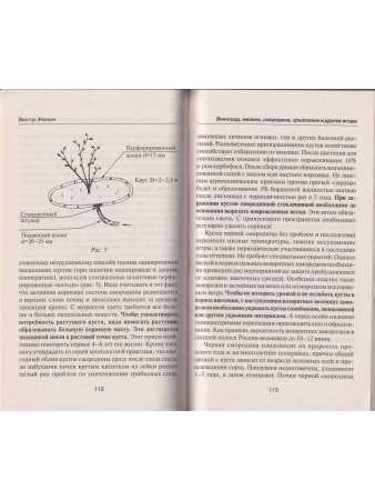 Виноград, малина, смородина, крыжовник и другие ягоды