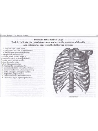 Anatomy of Bone System: Students Workbook / Анатомия костной системы. Рабочая тетрадь