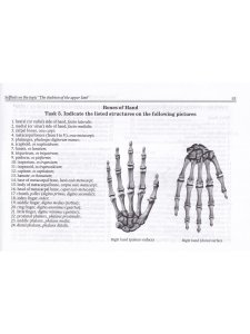 Anatomy of Bone System: Students Workbook / Анатомия костной системы. Рабочая тетрадь