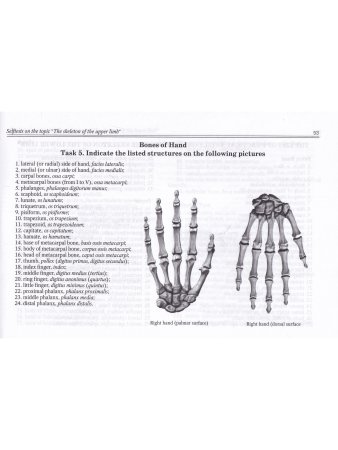 Anatomy of Bone System: Students Workbook / Анатомия костной системы. Рабочая тетрадь