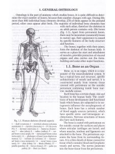 Anatomy of Bone System: The manual for medical students / Анатомия костной системы