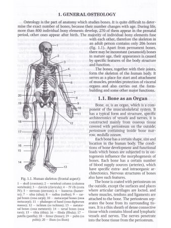 Anatomy of Bone System: The manual for medical students / Анатомия костной системы
