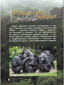 Жизнь и приключения шимпанзе в тропическом лесу