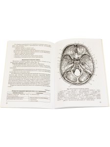 Клиническая анатомия черепа