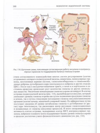 Ерофеев Н.П. Физиология эндокринной системы 2-е Издание