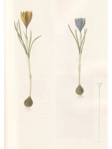 Centuria plantarum rariorum Russiae meridionalis Ф.К. Биберштейна глазами молодых исследователей "Си