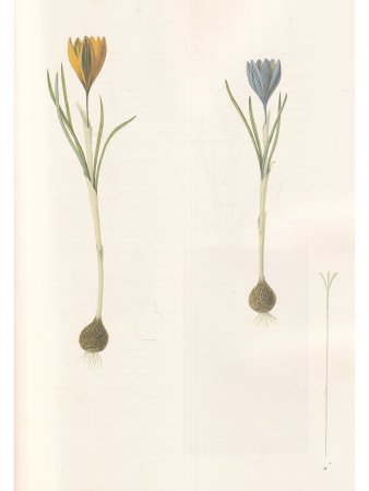 Centuria plantarum rariorum Russiae meridionalis Ф.К. Биберштейна глазами молодых исследователей "Си