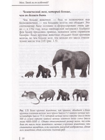 Мозг.Такой ли он особенный?